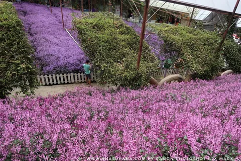 Hidden Tranquility in Cameron Highlands: Discovering Cameron Lavender Mansion