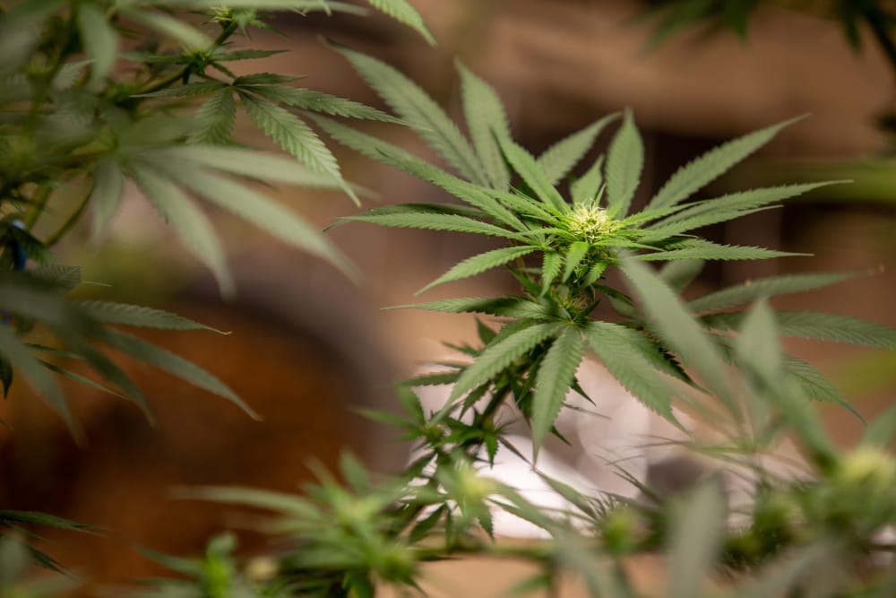 Understanding Where Can You Buy Weed: Legal Status and Regulated Access Around the World